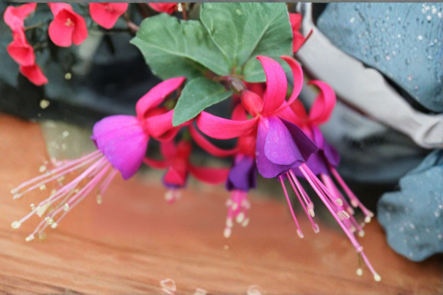 Fuchsia Plant Starter Plug - Fuchsia hybrida - Pink/Purple Flowering Shade Plant for Hanging Baskets and Containers