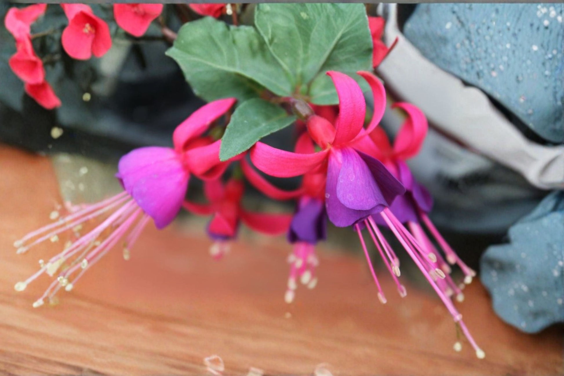 Fuchsia Plant Starter Plug - Fuchsia hybrida - Pink/Purple Flowering Shade Plant for Hanging Baskets and Containers