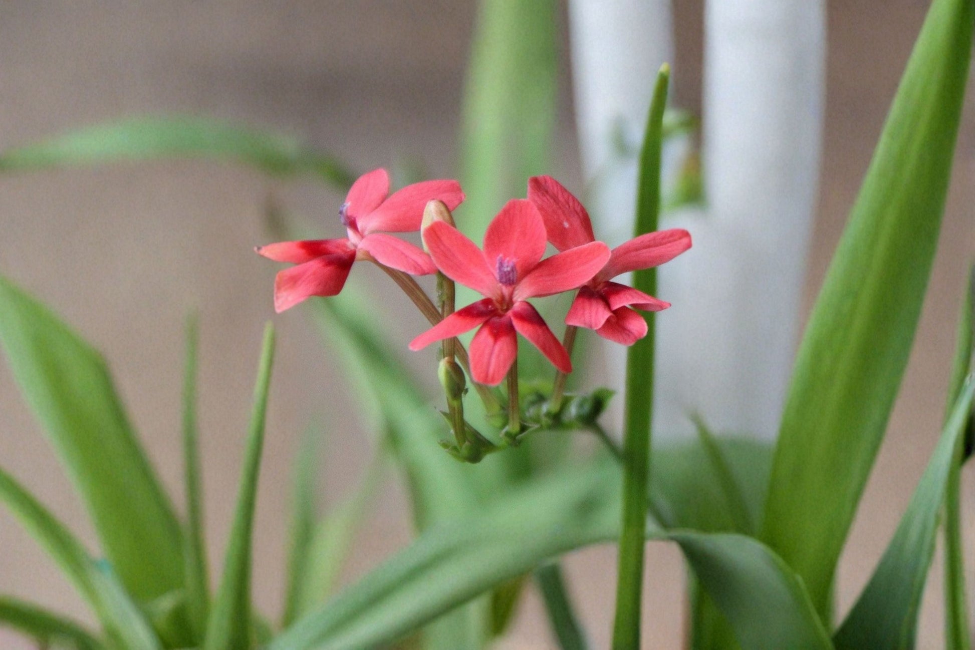 False Freesia Bulbs - 20 Live Bulbs - Lapeirousia laxa - Ornamental Flowering Plant for Borders & Containers
