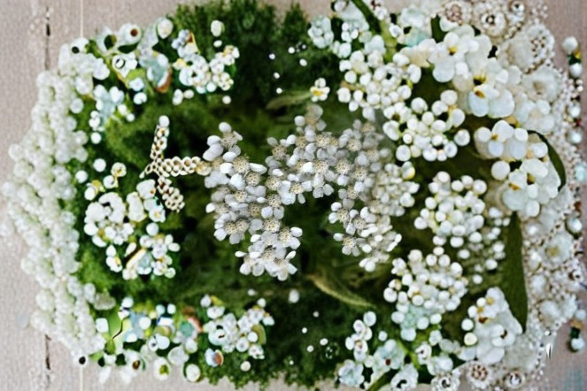 White Yarrow Live Plant Clump - Achillea millefolium - Hardy Perennial with White Blooms - Drought-Tolerant Pollinator Garden Plant