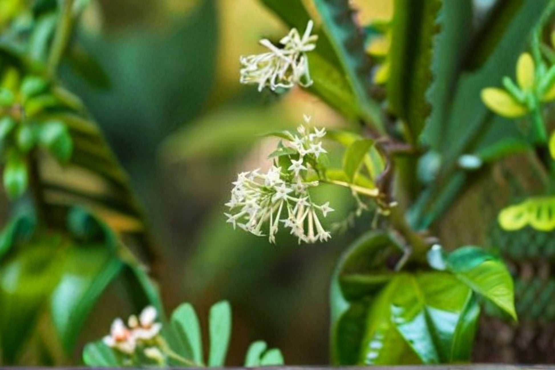 Night Blooming Jasmine Live Plant – Fragrant White Flowering Shrub – Cestrum nocturnum – Ideal for Gardens & Containers