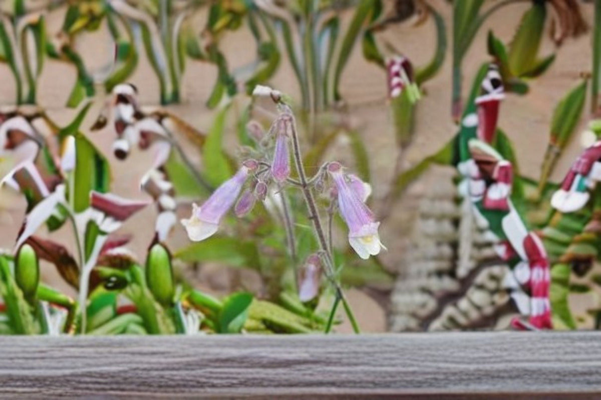 Christmas Cactus Starter Plant - Miss Shimano - Schlumbergera Truncata - Well-Rooted Indoor Cactus for Holiday Decor