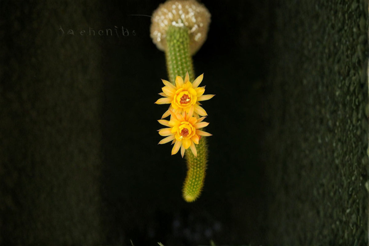 Hildewintera Cactus Plant - Trailing Hybrid - Humkes Kleine Gelber - Hildewintera hybrids - Rooted Indoor Succulent