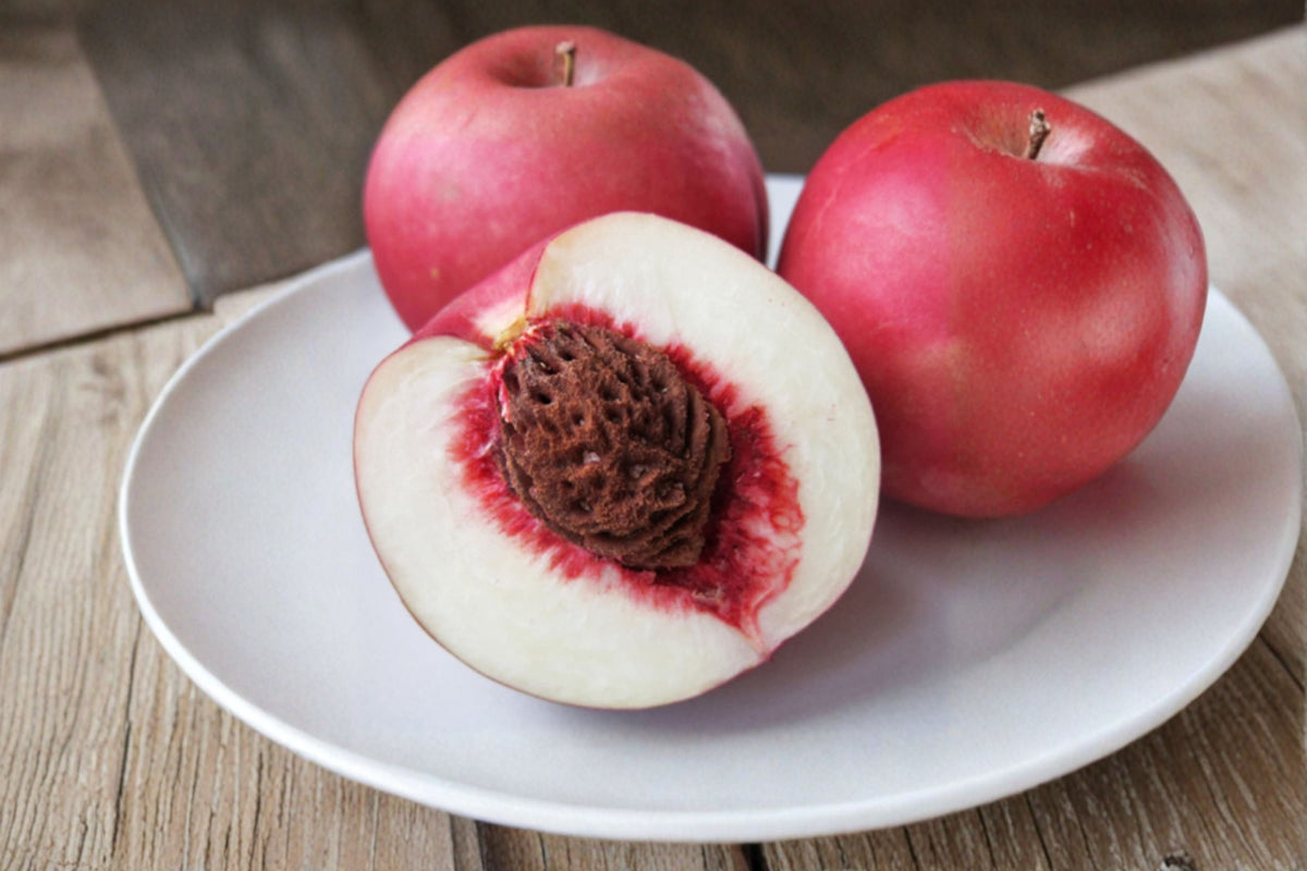 Nectaplum Scions - 5 Pack - Grafting Fruit Tree - Prunus spp. - Hybrid Nectarine and Plum - Edible Garden Plant