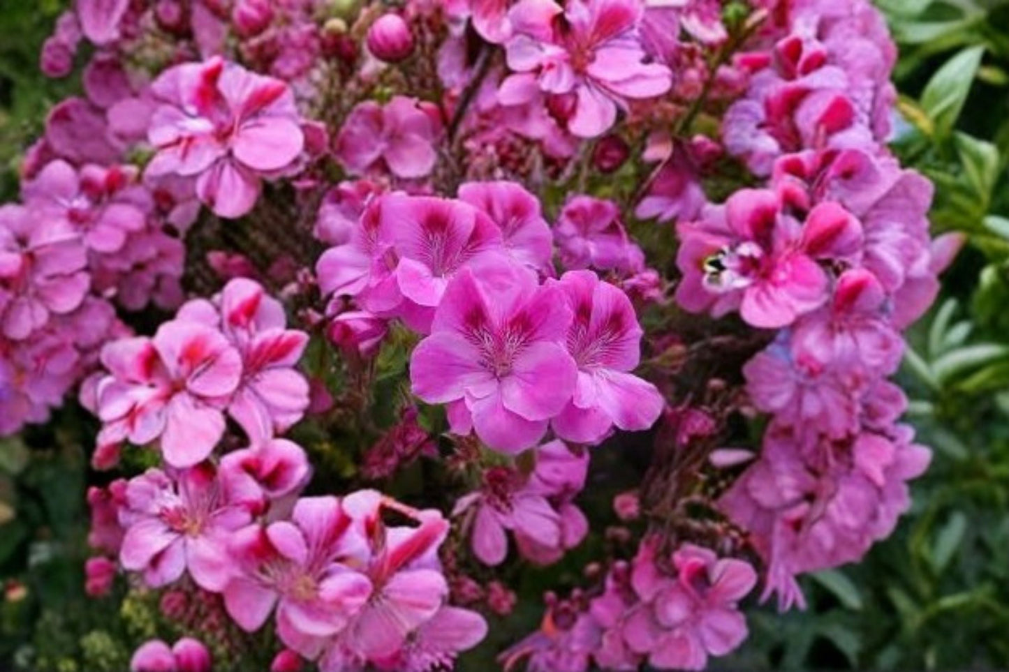 Regal Geranium Cuttings - 5 Unrooted Pelargonium × domesticum - Purple-Pink Blooms - Ideal for Propagation and Container Gardens