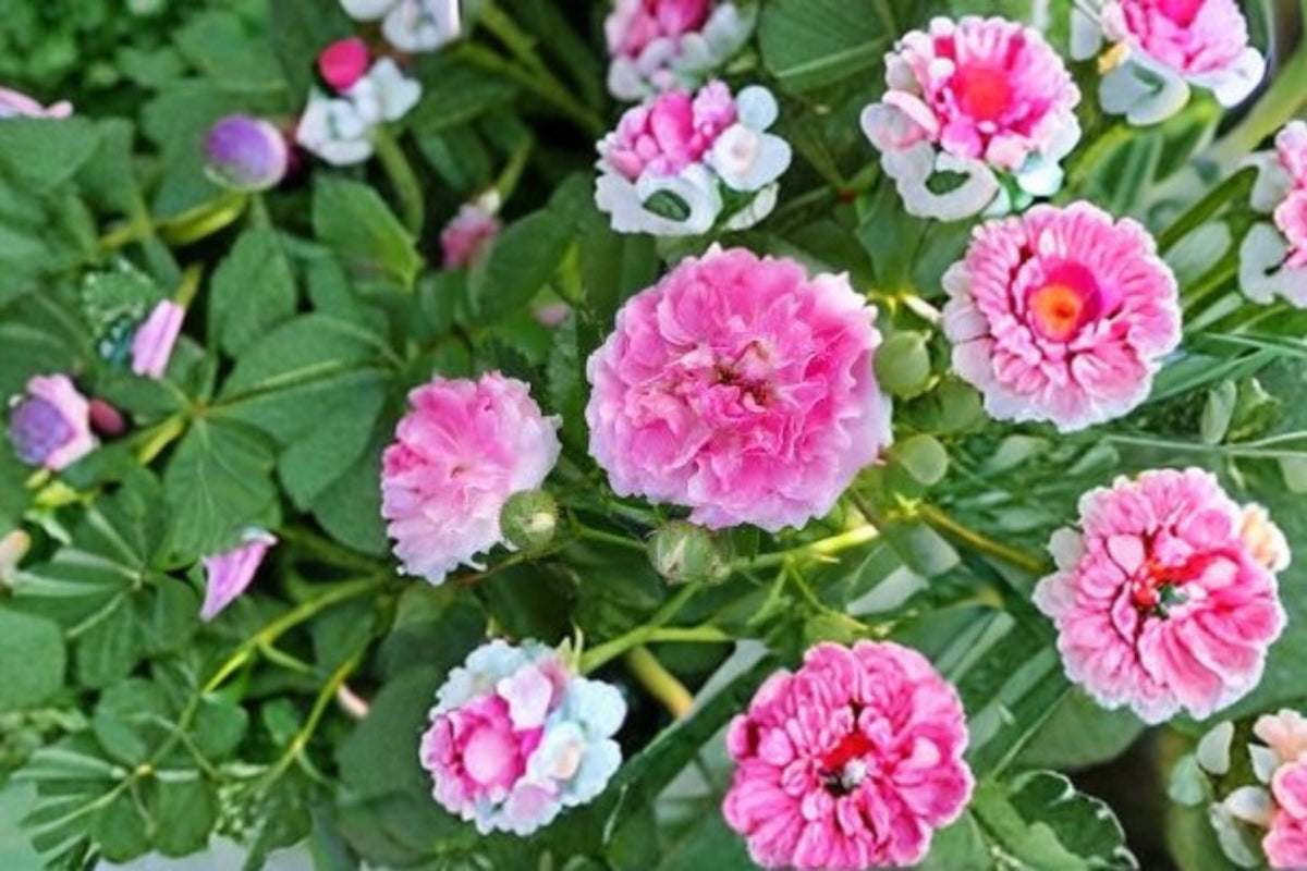 Seven Sisters Rose Cuttings 12 Pack - Rosa multiflora - Climbing Vining Rose for Propagation and Garden Trellises