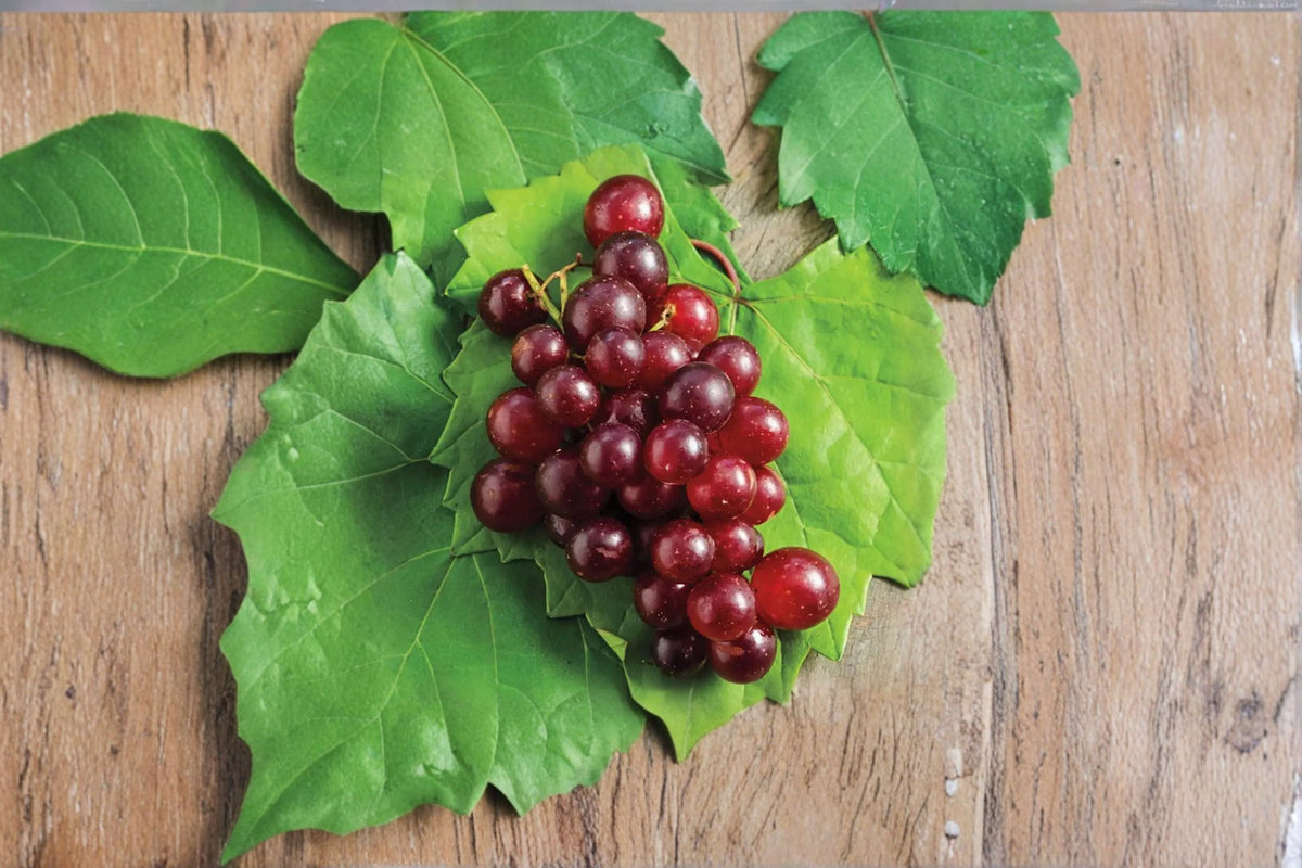 Razzmatazz Grape Scions 4 Pack - Vitis vinifera - Fresh Cut Grape Vine for Grafting & Propagation