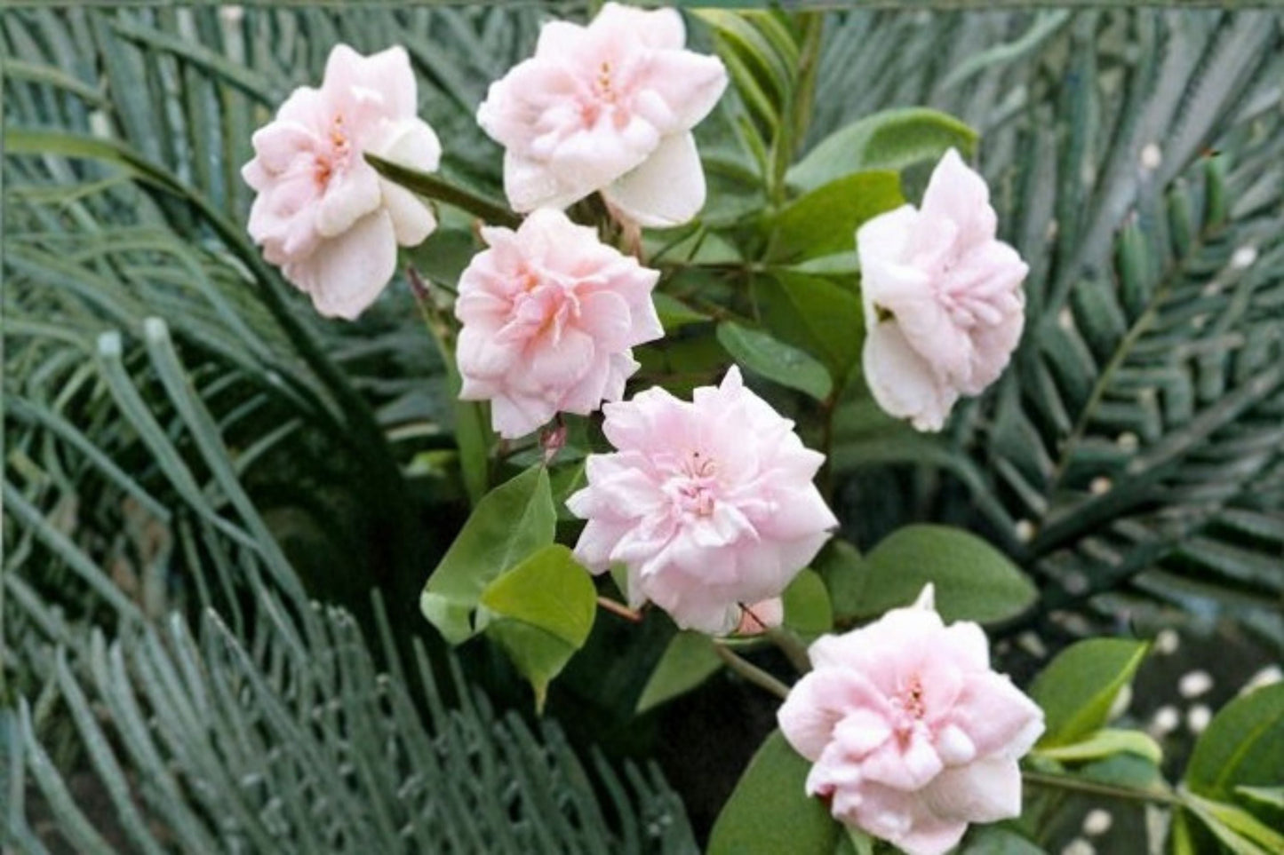 Cecile Brunner Rose Cuttings 10 Unrooted Heirloom Pink Flowers Rosa ‘Cecile Brunner’ for Garden Planting and Propagation