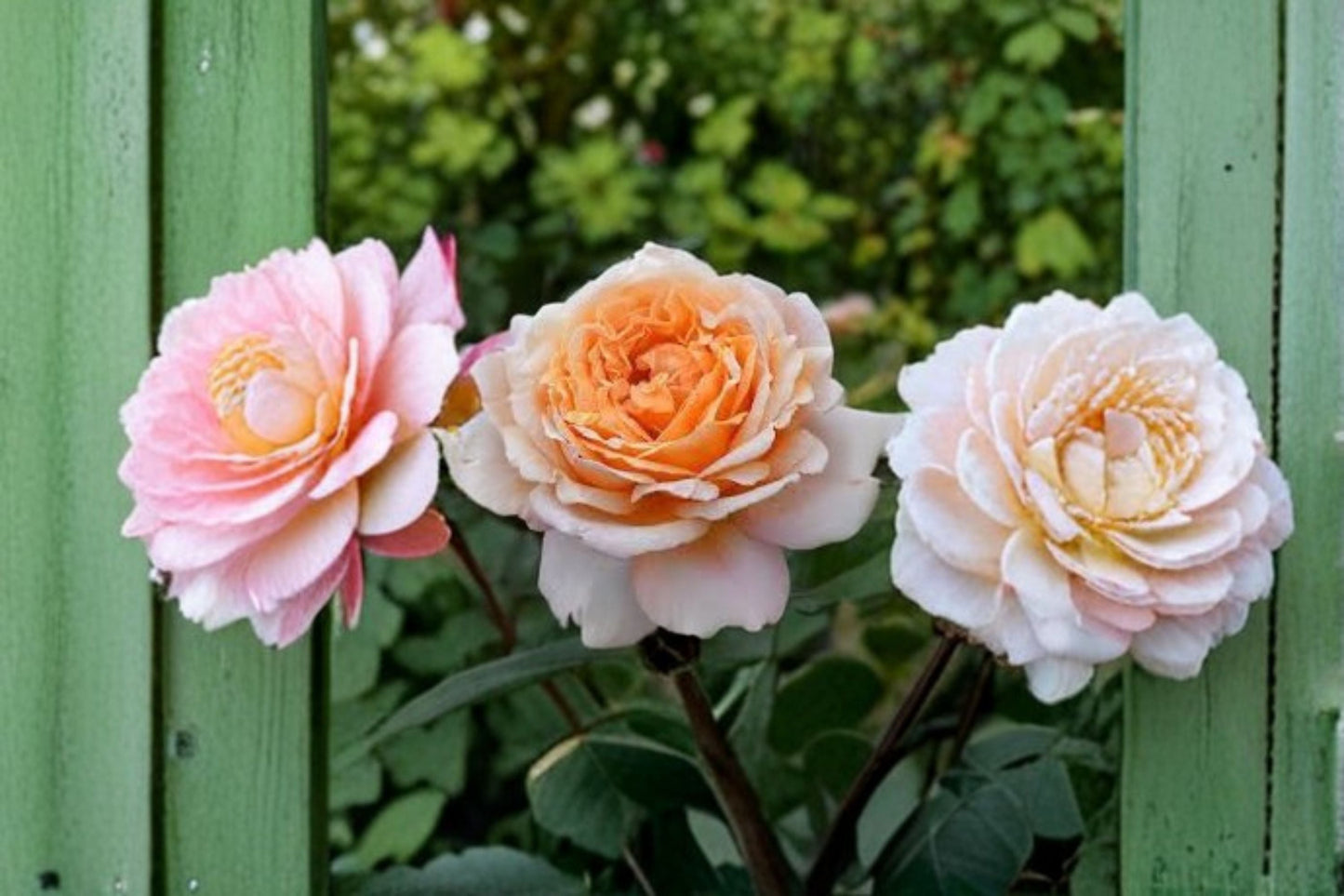 Fragrant Kordes Shrub Rose Live Plant - Großherzogin Luise - Rosa hybrid - Repeat Blooming, Disease Resistant, Heat Tolerant