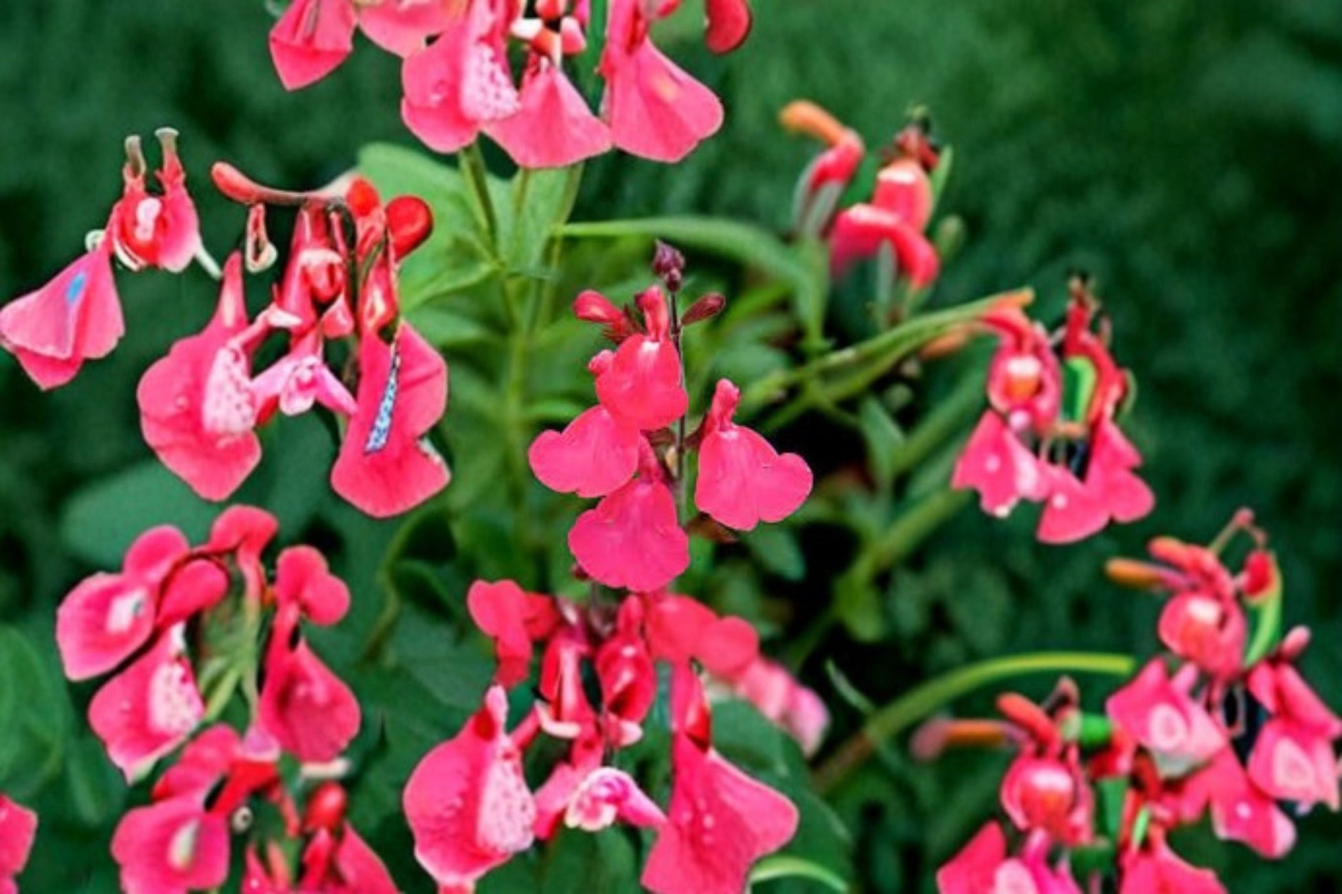 Lipstick Salvia Greggi Live Plant - 1 Gallon Fully Rooted - Red Flowers - Salvia greggii - Perennial Shrub for Pollinator Gardens
