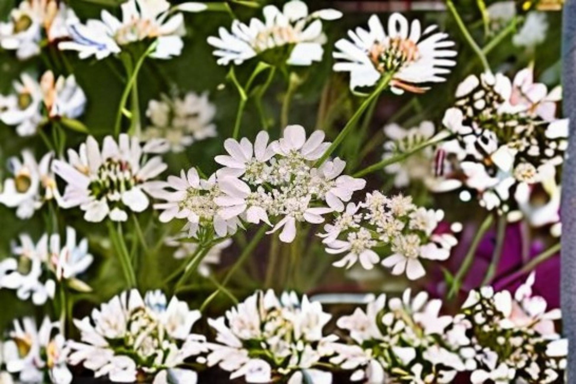 White Lace Flower Plant - 2-4 Inch Starter Plug - Orlaya grandiflora - Delicate White Blooms - Annual Garden Flower