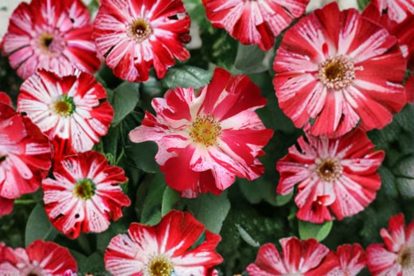 Fourth of July Climbing Rose Live Plant - 1.5 Gal Red and White Striped Blooms - Rosa 'Fourth of July' - Fragrant Garden Climber