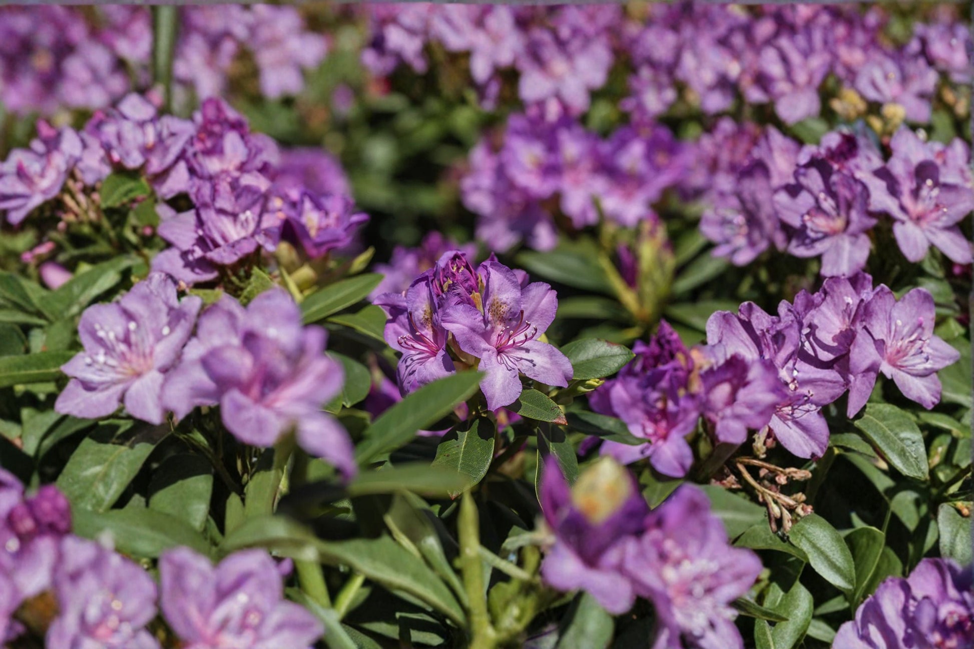 Catawba Boursault Rhododendron Starter Plant in 7L Pot - Lavender-Pink Flowers, Evergreen Shrub - Rhododendron catawbiense 'Boursault'