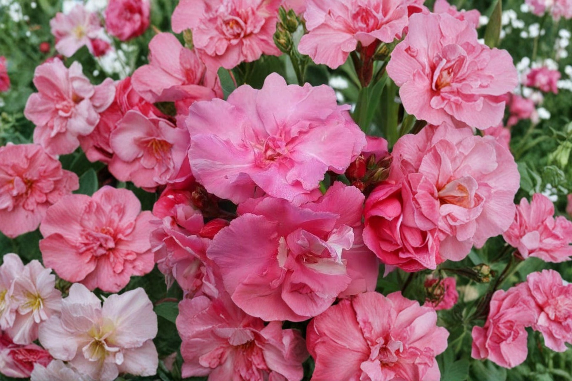 Pink Oleander Cuttings - 7 Unrooted 6 Inch Live Cuttings - Nerium oleander - Evergreen Flowering Shrub for Gardens and Hedges
