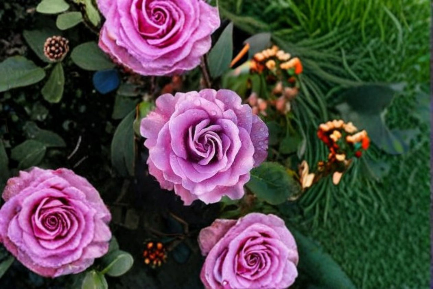 Angel Face Rose Live Plant - 1.5 Gal Lavender Floribunda Rose - Rosa 'Angel Face' - Fragrant Garden Shrub for Borders and Containers