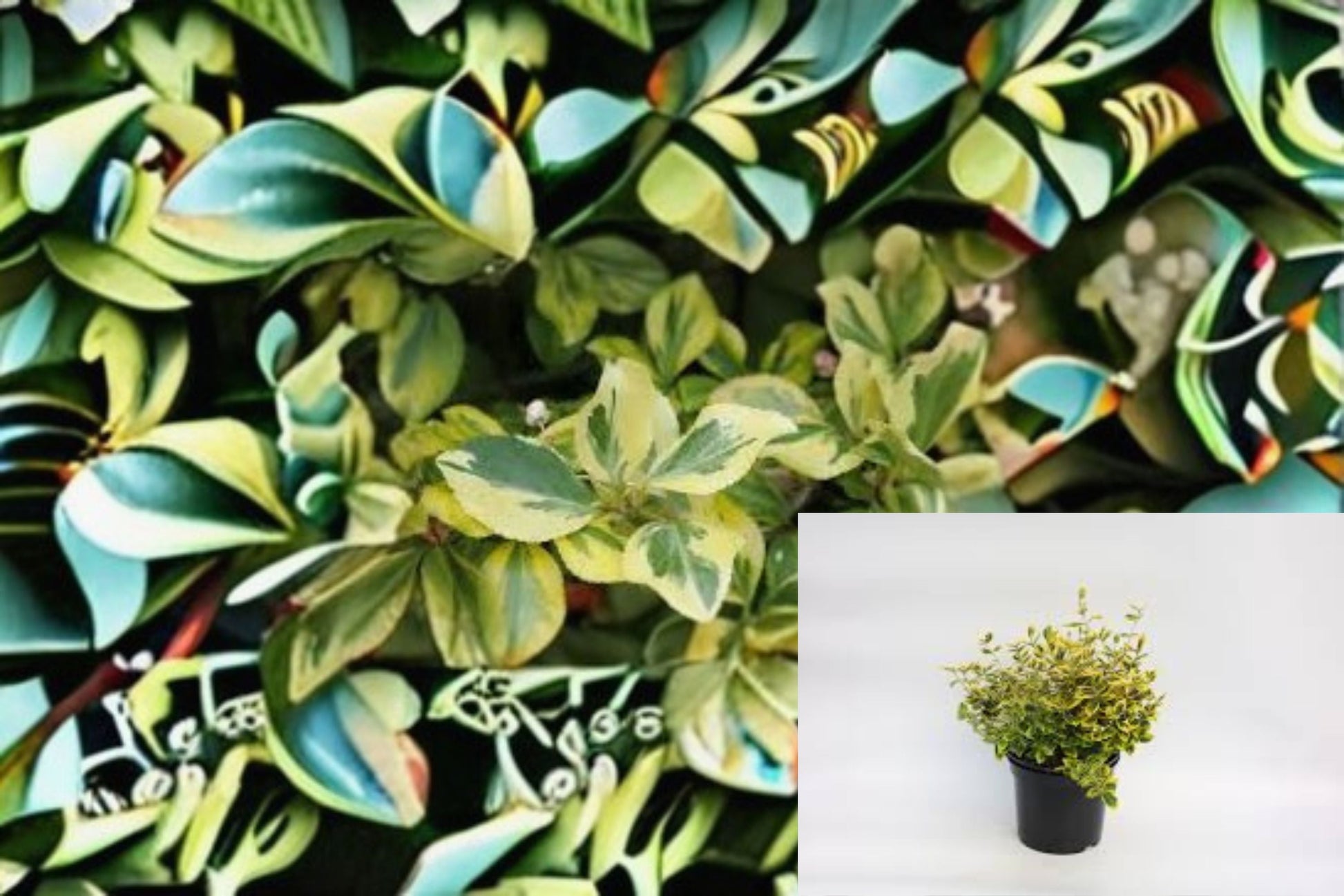 Green n Gold Euonymus Plant - Variegated Evergreen Shrub - Euonymus fortunei 'Emerald 'n' Gold' - Groundcover for Full Sun to Partial Shade