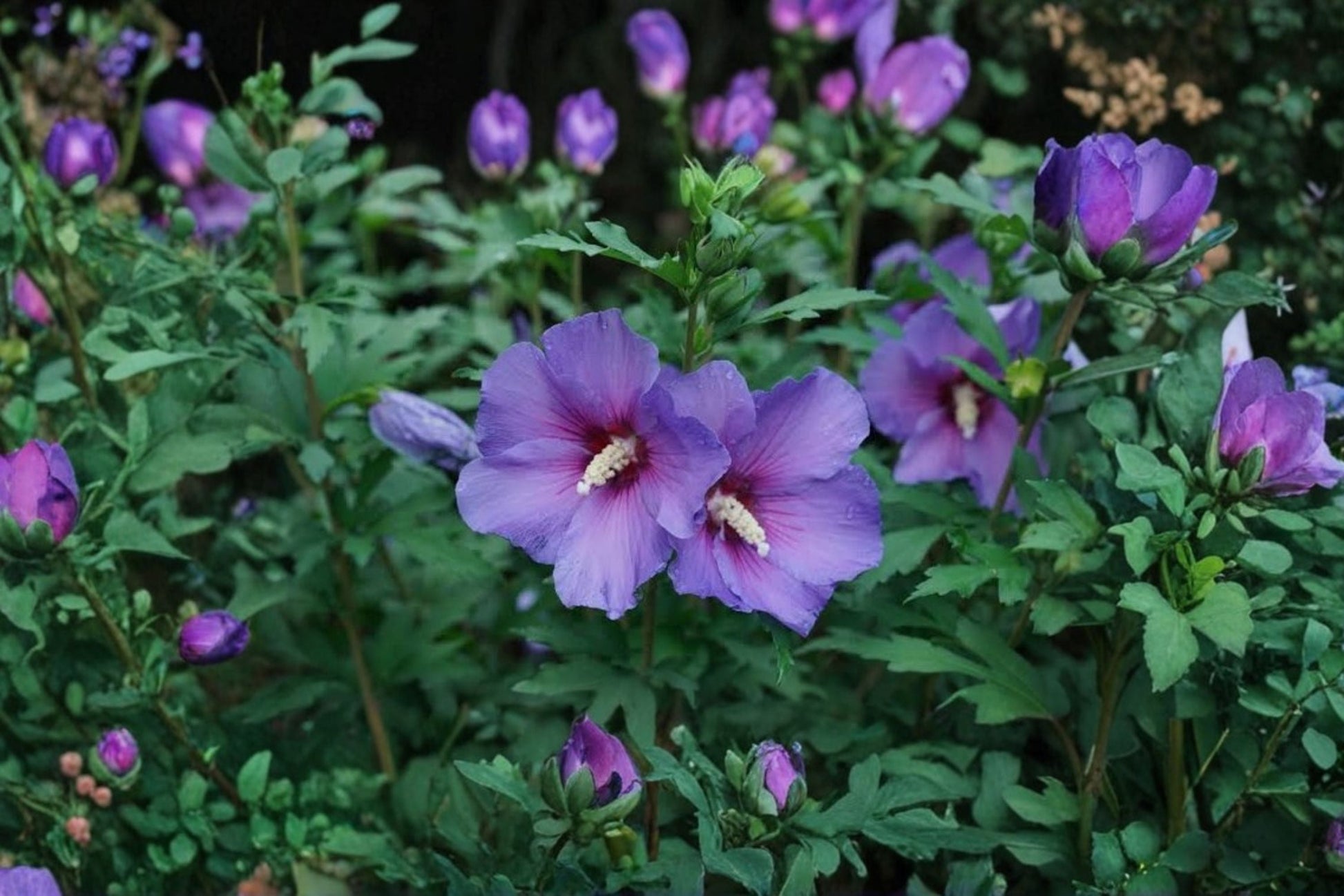 Live Rose of Sharon Plants - 2 Purple Flower Seedlings - Hibiscus syriacus - Hardy Flowering Shrubs for Landscape and Hedges