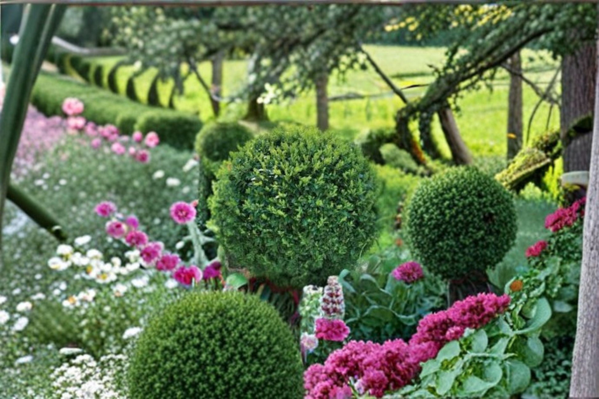 Green Gem Boxwood Plant - Compact Evergreen Shrub - Buxus × ‘Green Gem’ - Ideal for Hedges & Borders