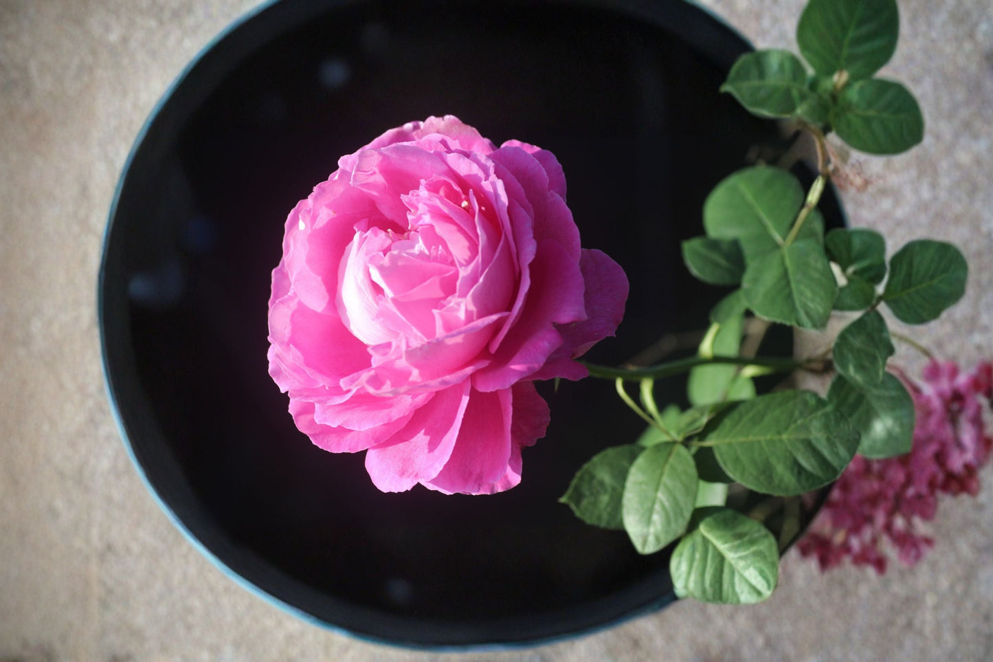 Paul Neyron Rose Plant – Shrub Rose with Large Peony-Like Blooms – Rosa ‘Paul Neyron’ – Pink Flowering Perennial