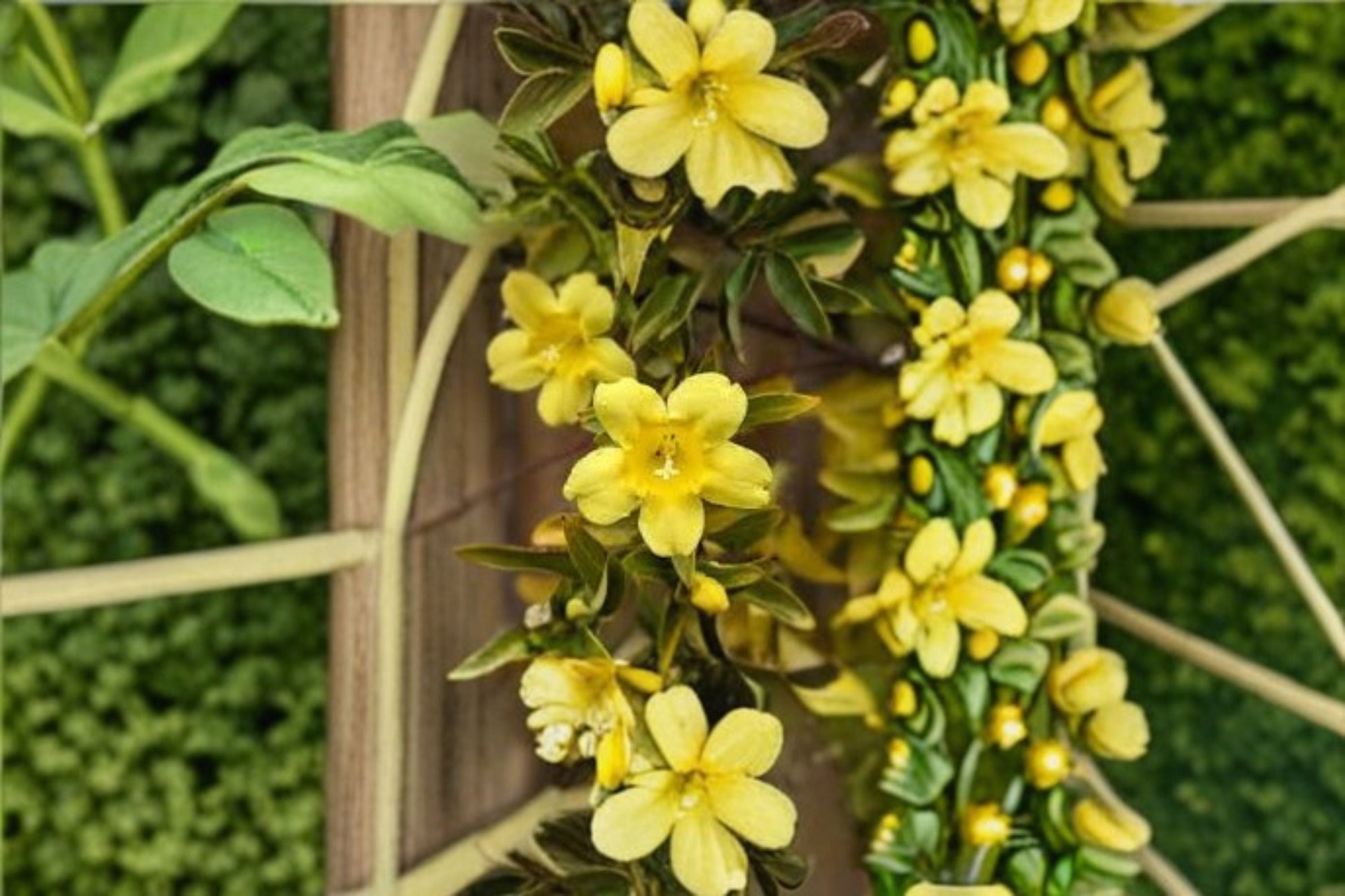 Carolina Jasmine Live Plant - Yellow Fragrant Climbing Vine - Gelsemium sempervirens - Ideal for Trellises and Arbors
