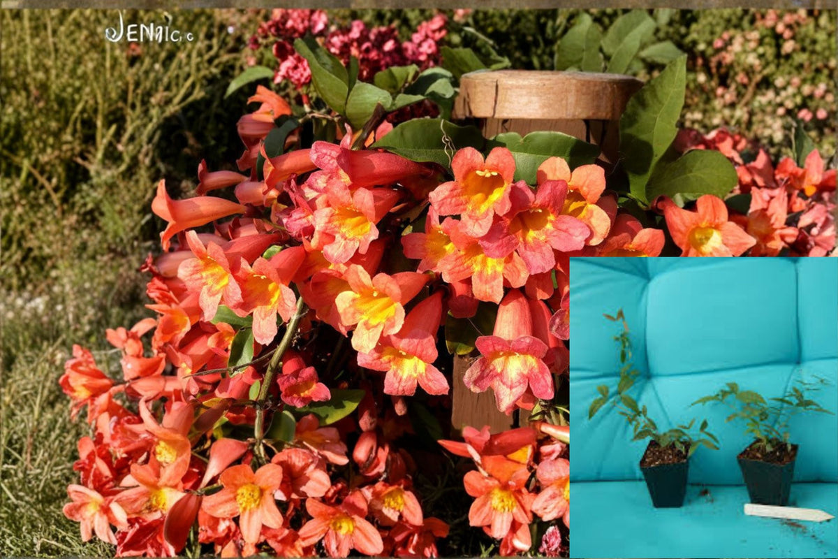 Christmas Cactus Starter Plant - Miss Shimano - Schlumbergera Truncata - Well-Rooted Indoor Cactus for Holiday Decor