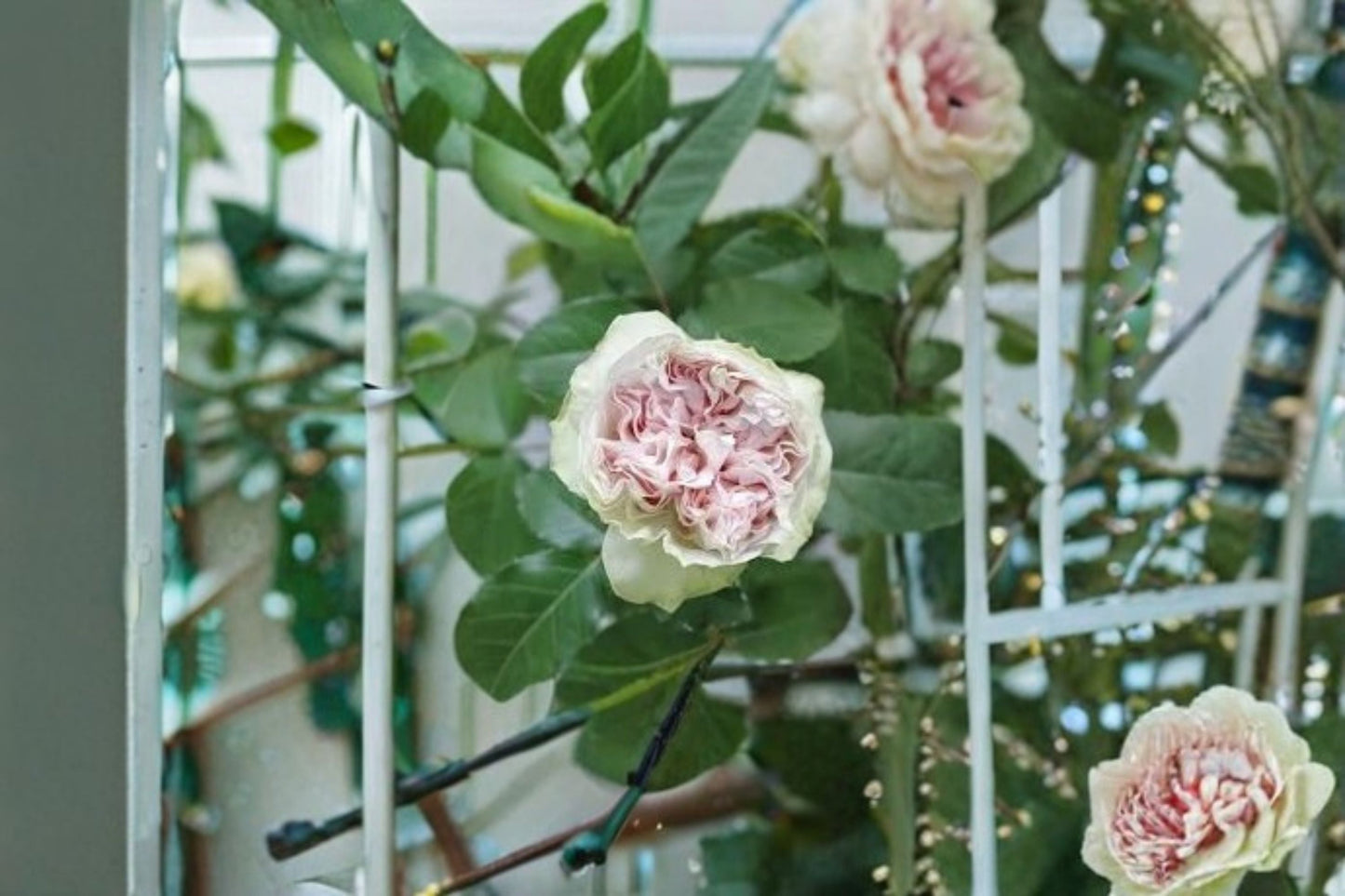 Shades of Grey Rose Live Plant – Gray Purple Cut Rose – Rosa hybrid – Ornamental Flowering Shrub for Garden & Patio