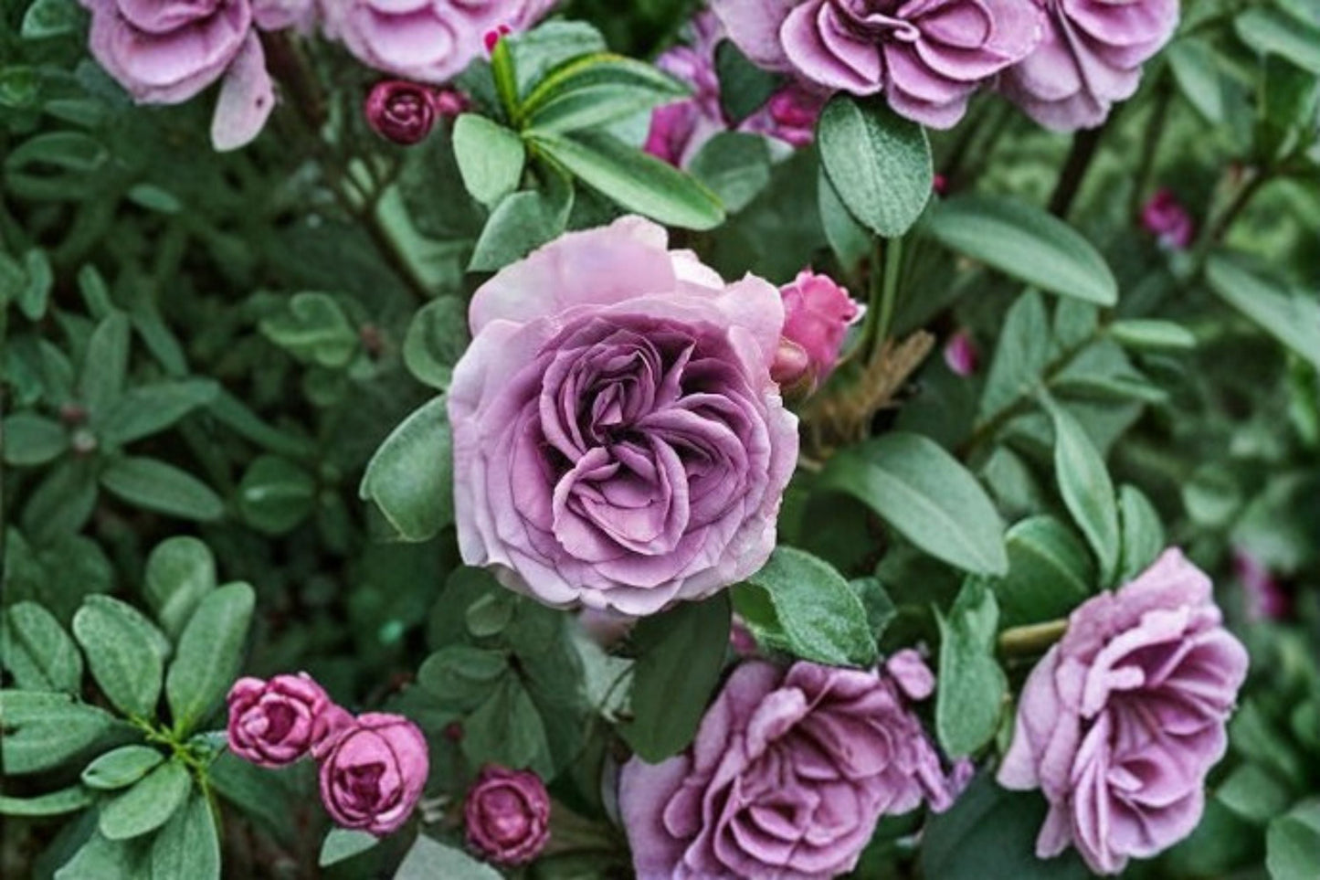 Quick Silver Climbing Rose Live Plant - Lavender Purple Blooms - Rosa hybrid - Fast Growing Garden Climber for Trellises