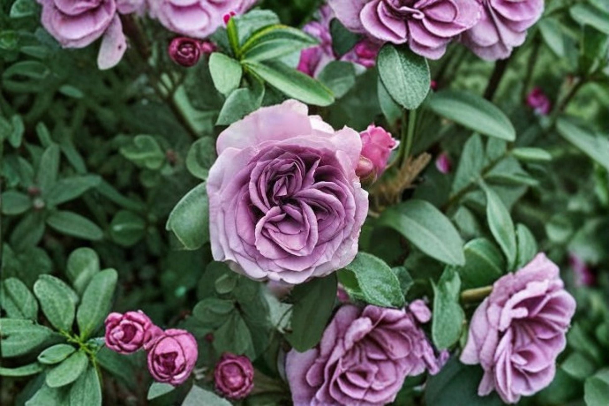 Quick Silver Climbing Rose Live Plant - Lavender Purple Blooms - Rosa hybrid - Fast Growing Garden Climber for Trellises