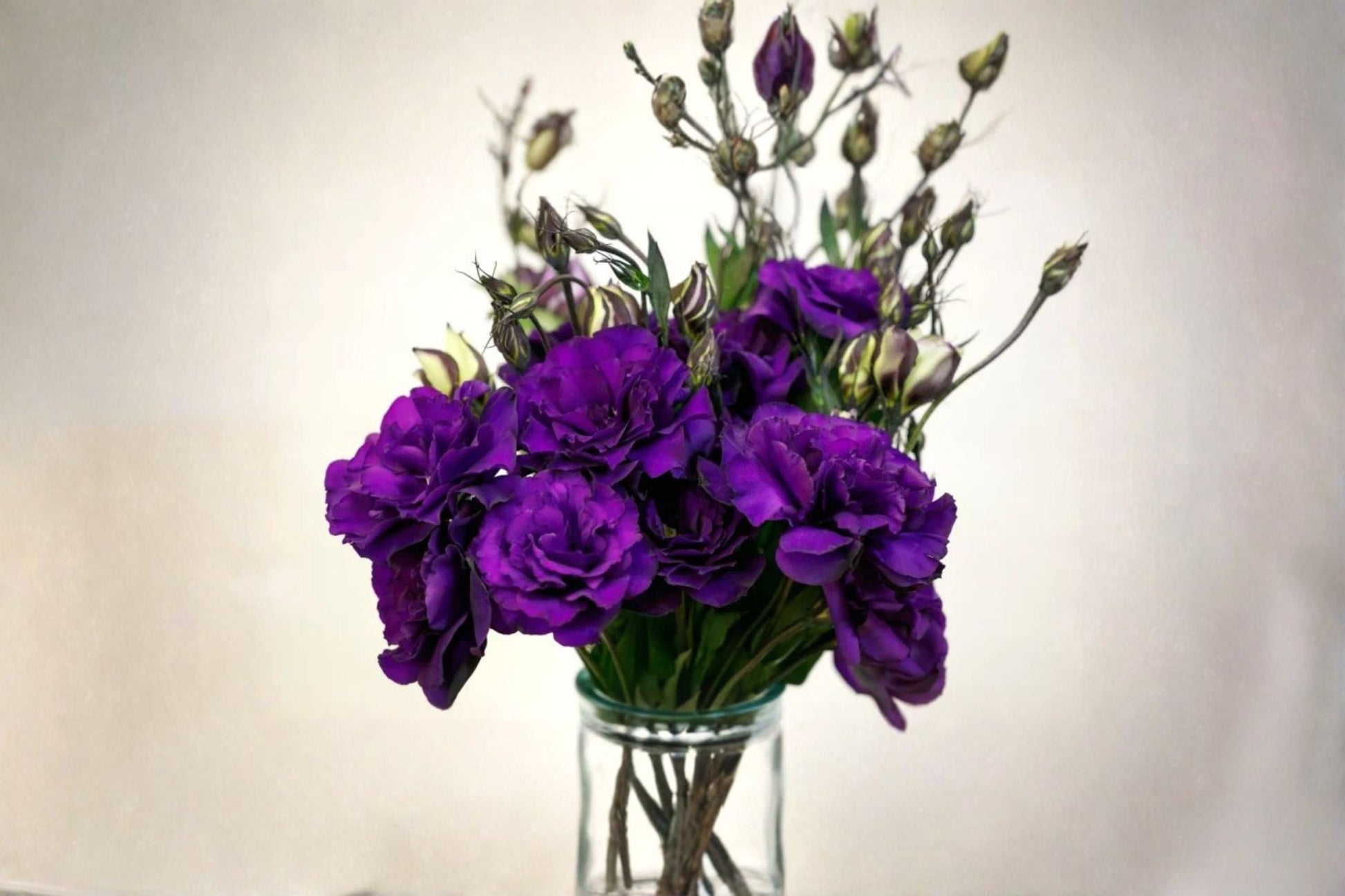 Lisianthus Plant - Eustoma grandiflorum - Ornamental Flowering Plant for Garden Beds and Containers - Mixed Colors