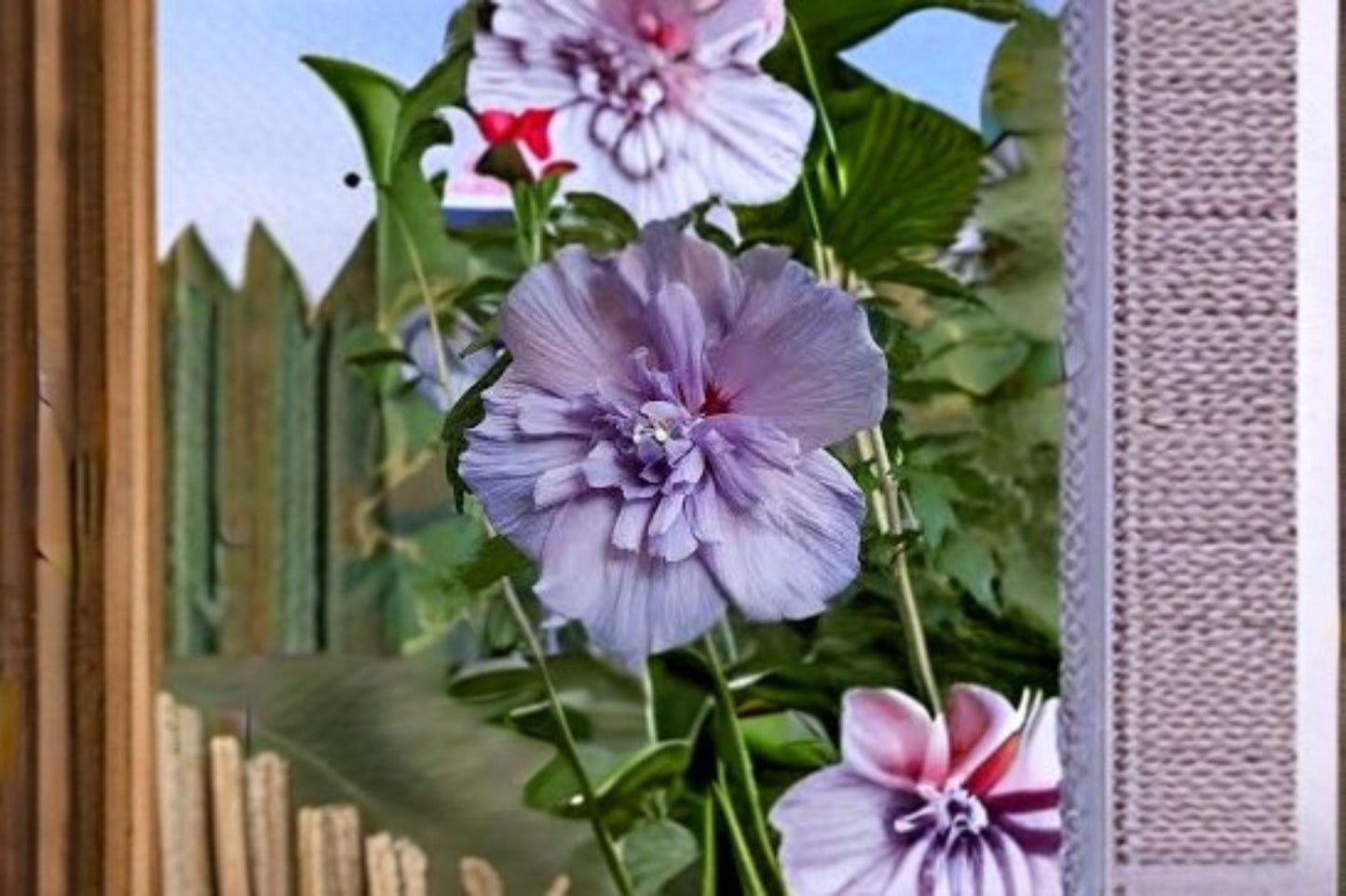 Rose of Sharon Cuttings - Unrooted Hibiscus syriacus - Double Purple-Pink Blooms - Flowering Deciduous Shrub