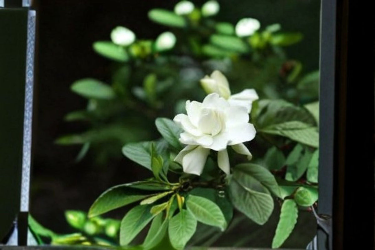 Gardenia Cuttings 7 Unrooted - Evergreen Flowering Shrub - Gardenia jasminoides - White Blooms for Garden & Container