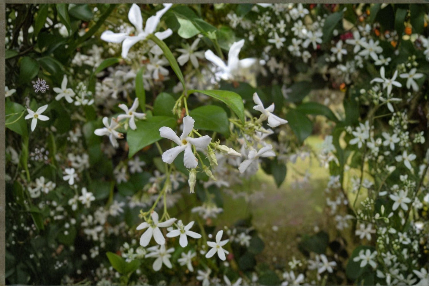 Star Jasmine Plant - 1 Live Plant - Fragrant White Flowers - Trachelospermum jasminoides - Evergreen Climbing Vine