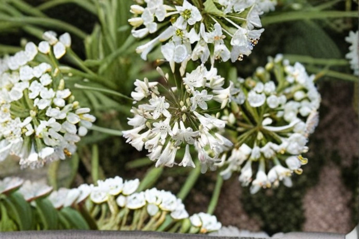 Live Getty Agapanthus Plant - White Evergreen Lily of the Nile - Agapanthus 'Getty White' - Ideal for Borders & Containers