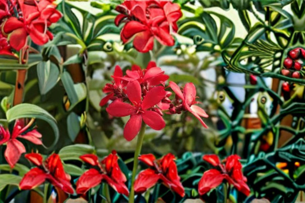 Peregrina Jatropha Cuttings 12" - Jatropha integerrima - Tropical Flowering Shrub with Red Blooms - Unrooted Plant Cuttings