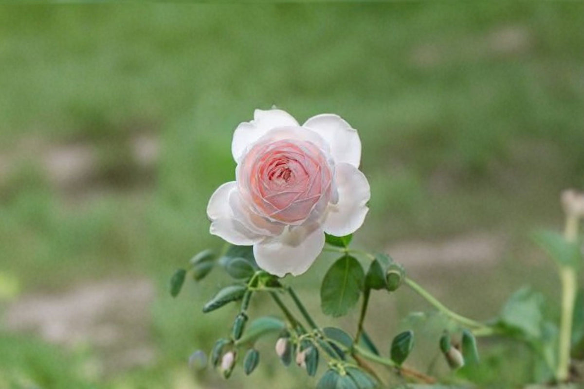 Earth Angel Parfuma Rose Cuttings - 3 Unrooted Pink Shrub Rose Cuttings - Rosa ‘Earth Angel’ for Propagation