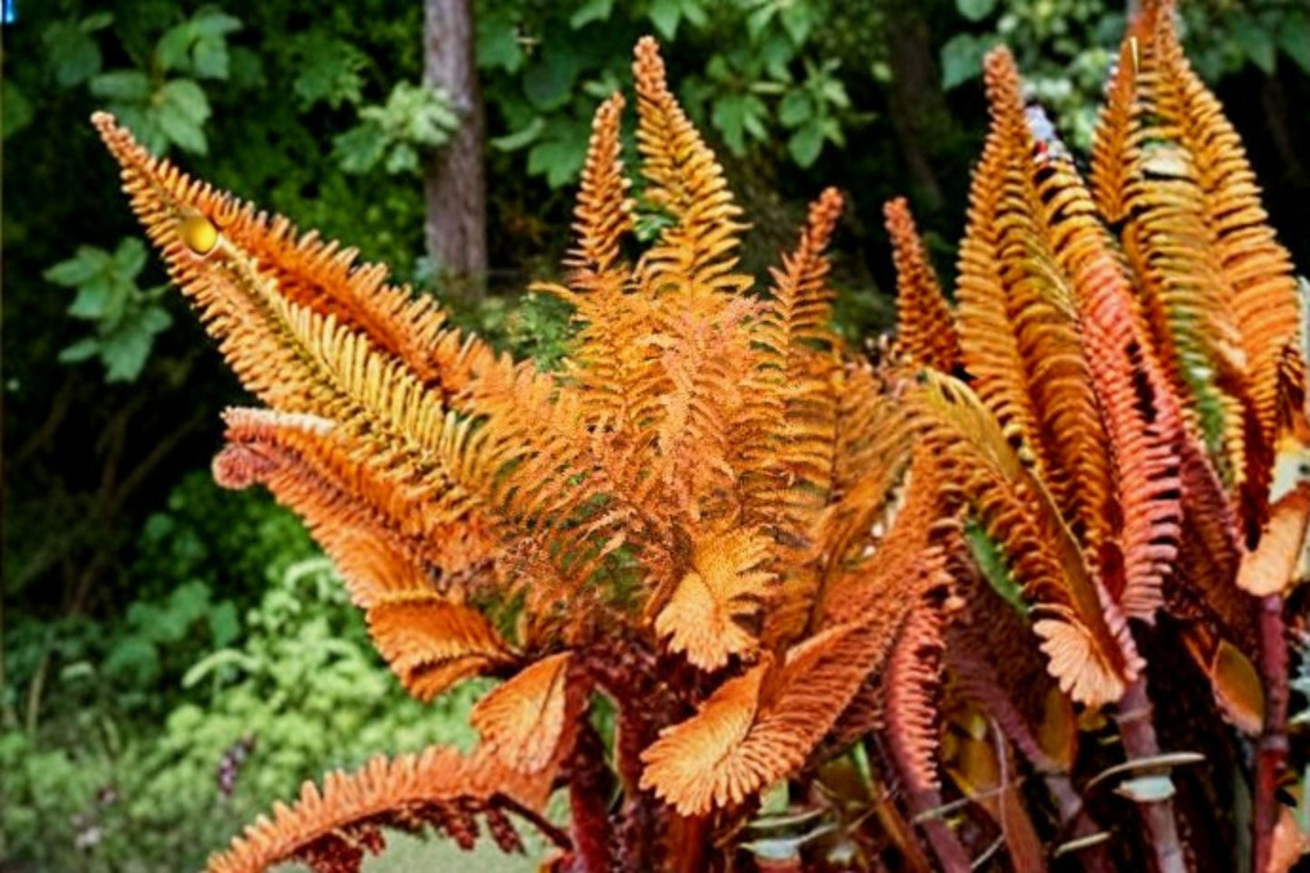 Autumn Fern Plant - 1 Live Plant - Copper-Toned New Growth - Dryopteris erythrosora - Shade Garden, Evergreen Perennial
