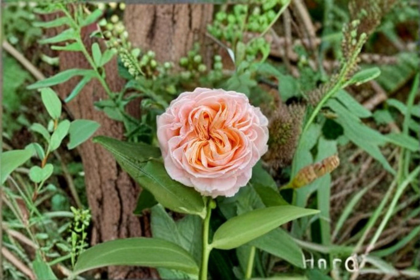 Georgia Peach Rose Live Plant - Peach Pink Cut Rose - Rosa hybrid - Ornamental Flower for Gardens & Containers