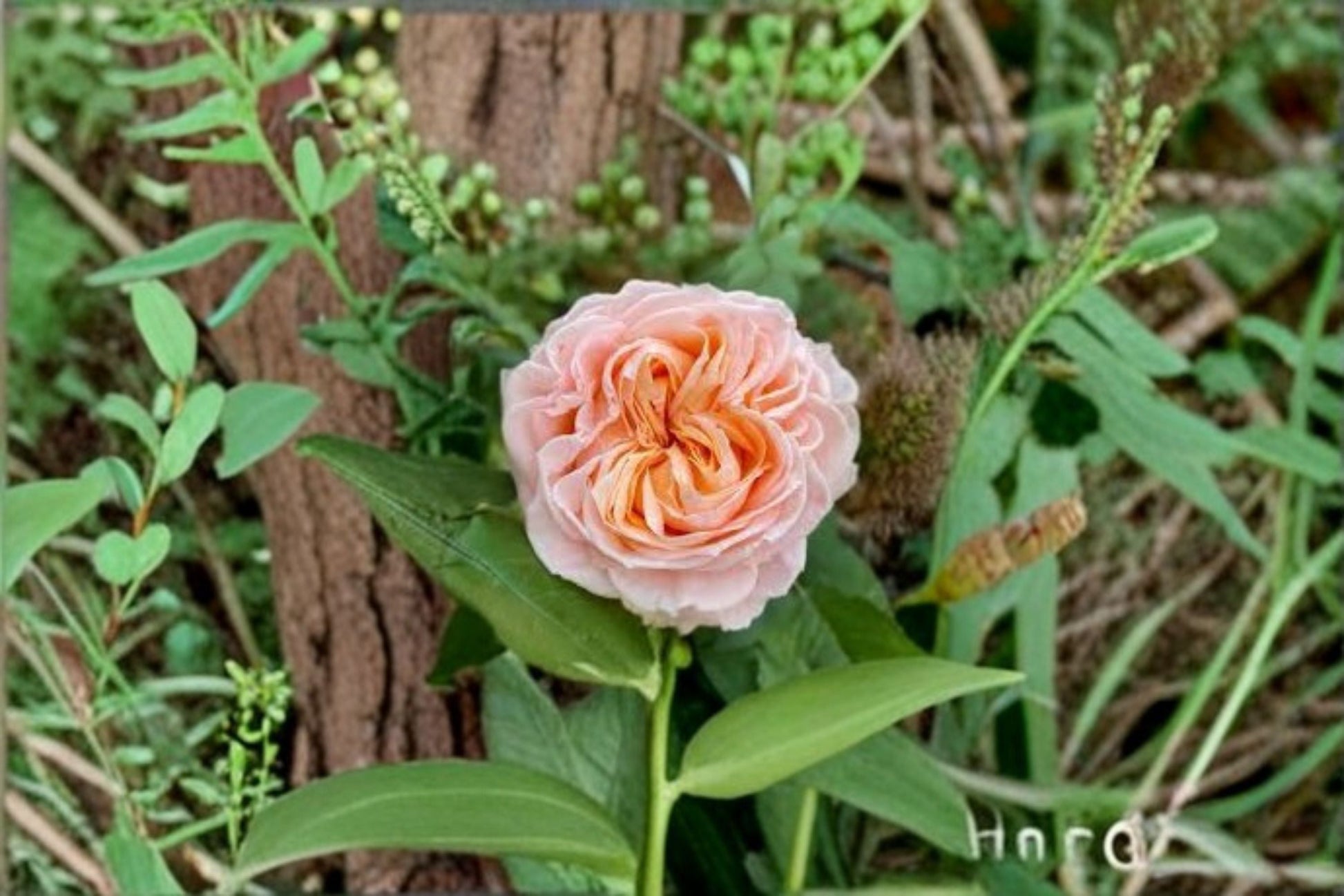 Georgia Peach Rose Live Plant - Peach Pink Cut Rose - Rosa hybrid - Ornamental Flower for Gardens & Containers