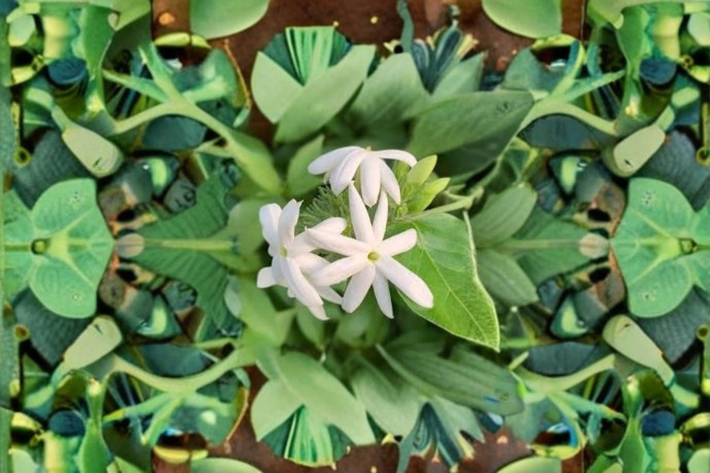 Downy Jasmine Live Plant - Fragrant White Flowering Shrub - Jasminum multiflorum - Drought Tolerant Garden Accent Plant