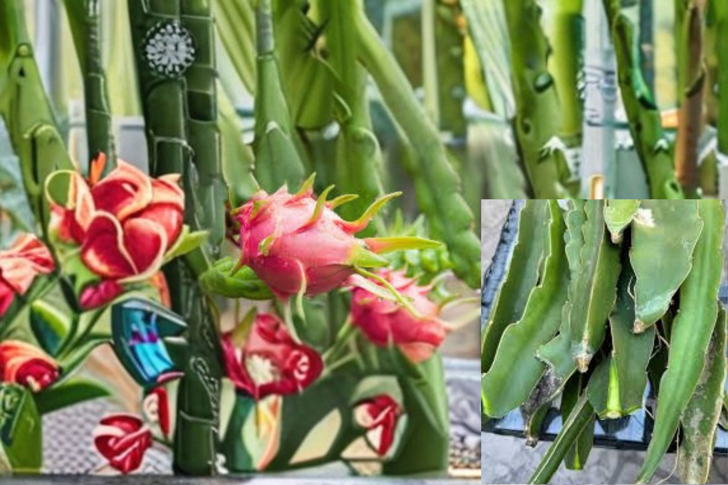 Dragon Fruit Cuttings 12 Pack - Hylocereus spp. - Tropical Cactus Vine - Unrooted Plant Cuttings for Propagation