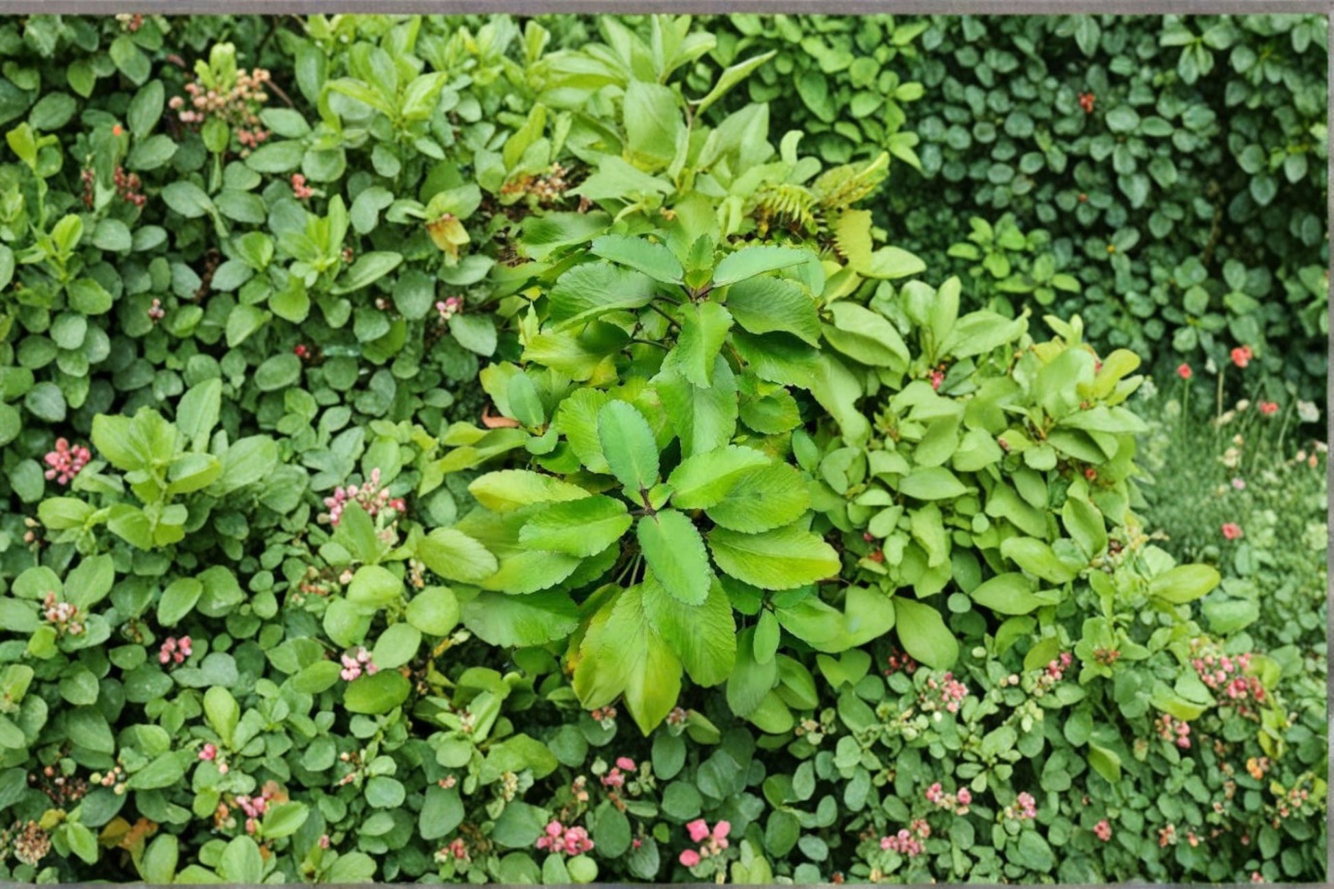 Leaf of Life Plant Starter - Bryophyllum pinnatum Succulent - Easy Care Indoor/Outdoor Container Plant with Fleshy Green Foliage