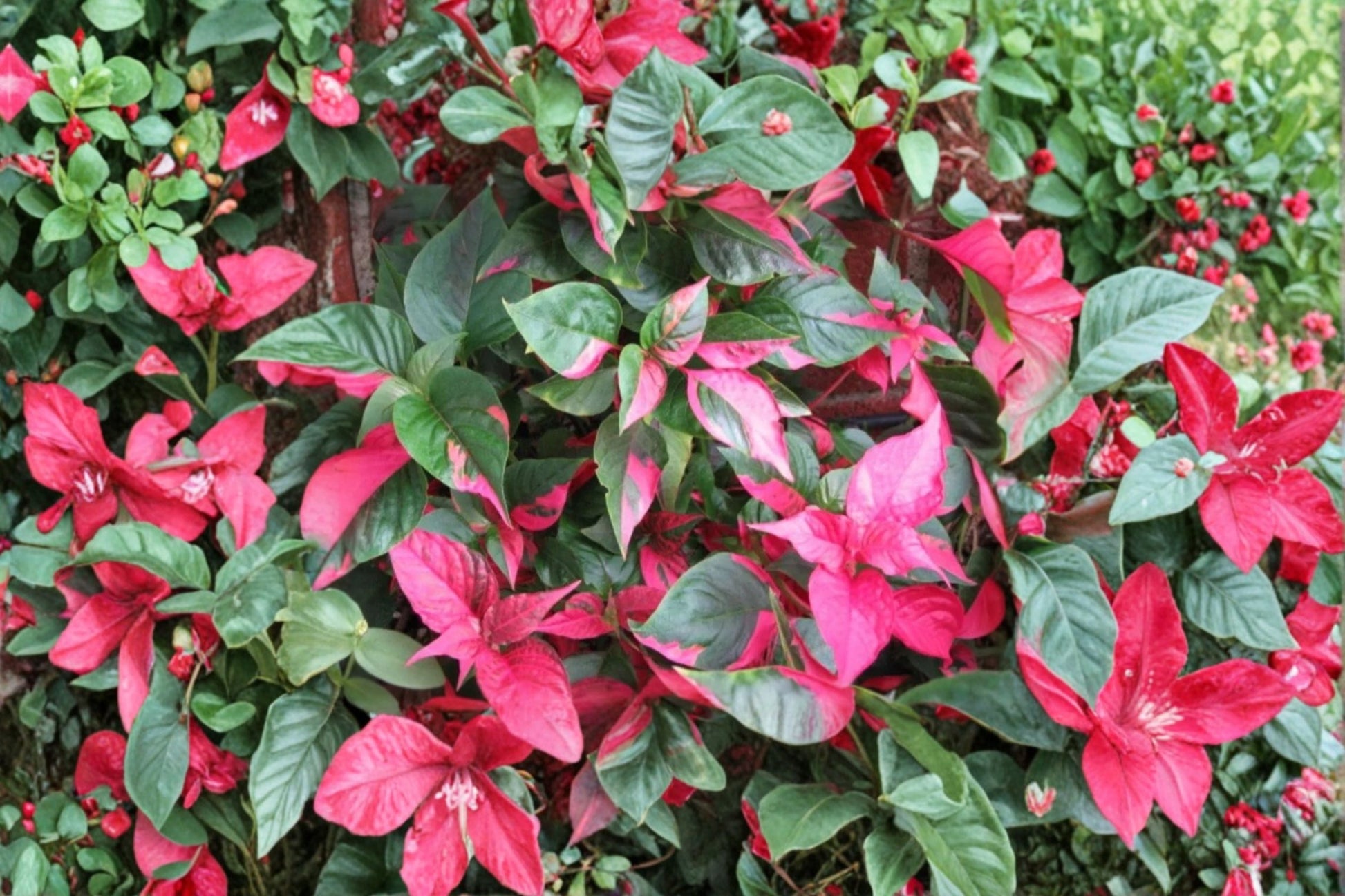 2 Live Alternanthera Party Time Plants – 4-6 Inch Variegated Foliage – Alternanthera ficoidea 'Party Time'