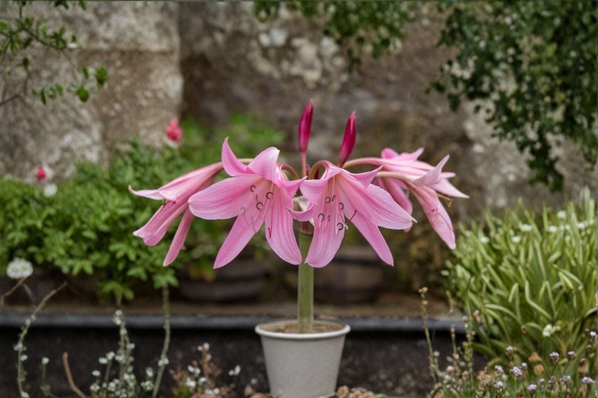 Cecil Houdyshell Crinum Lily Bulb – Pink Heirloom Crinum (Crinum hybrid) – Live Flowering Bulb for Cottage Garden & Landscape