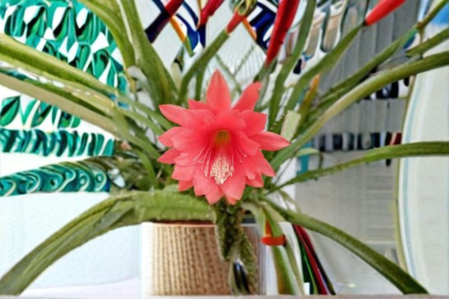 Epiphyllum Cuttings 6-8" Fernegeisler Orchid Cactus - Epiphyllum spp. - Unrooted Tropical Cactus for Propagation