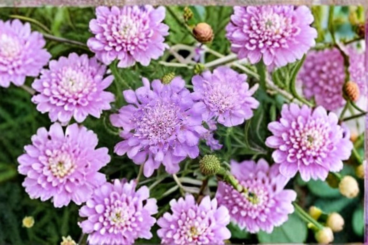 Scabiosa Pincushion Flower Plant - Perennial Pollinator-Friendly Bloom - Scabiosa spp. - Compact Garden Border/Container Plant