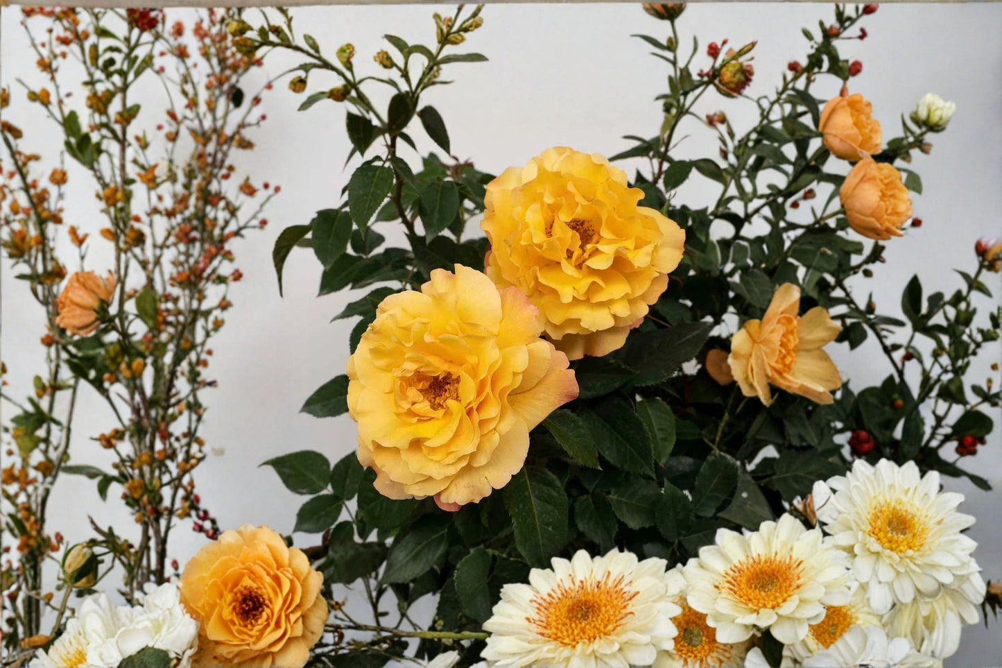 Sunny Sky Rose Live Plant 1.5 Gal Yellow Hybrid Tea Rose Rosa 'Sunny Sky' Fragrant Double Blooms for Gardens & Containers