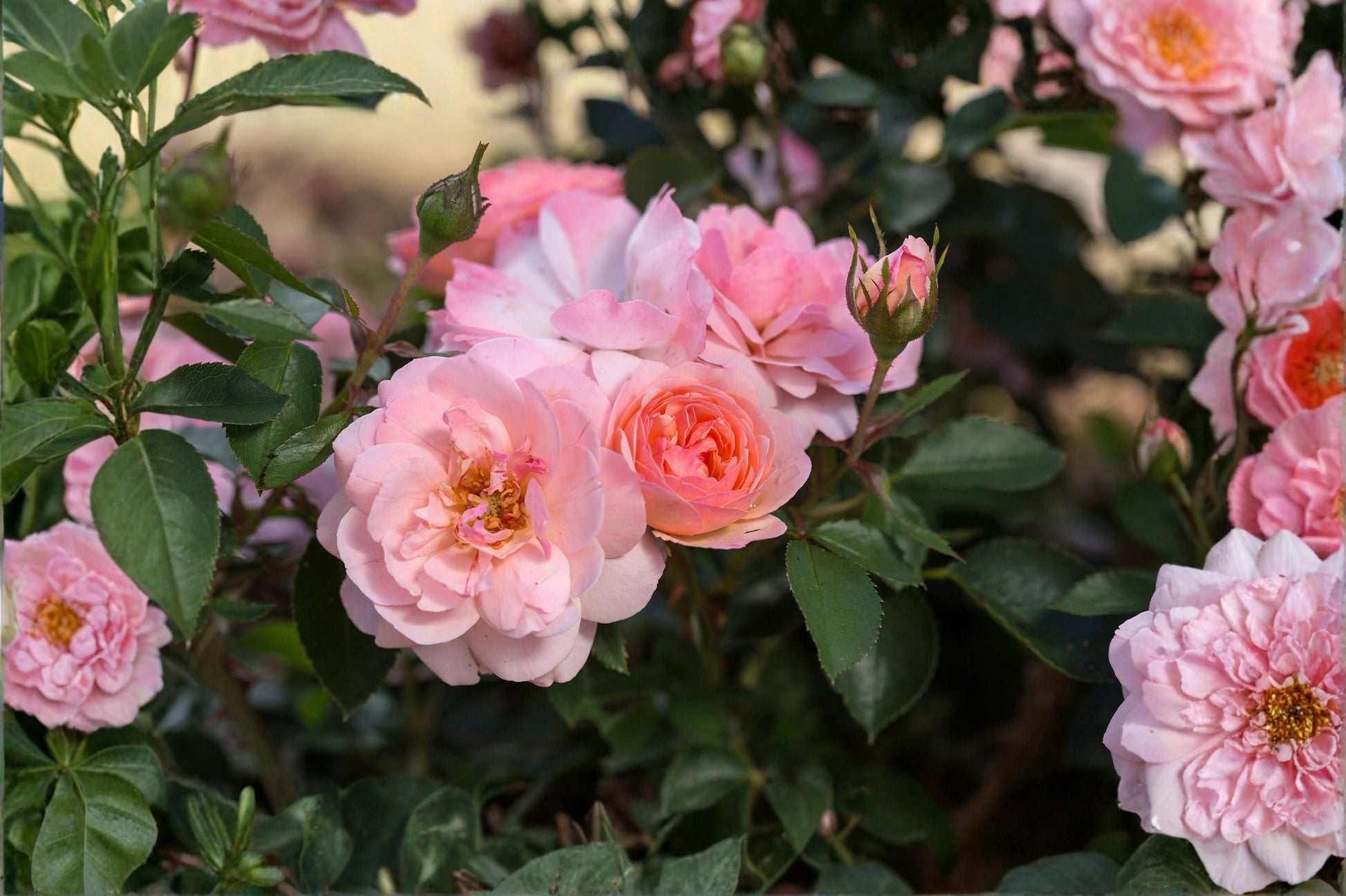 Elegance Rose Live Plant - Kenya Cut Rose, Pink Blooms, Repeat Blooming, Rosa Hybrid, Easy Care Shrub Rose for Garden & Containers