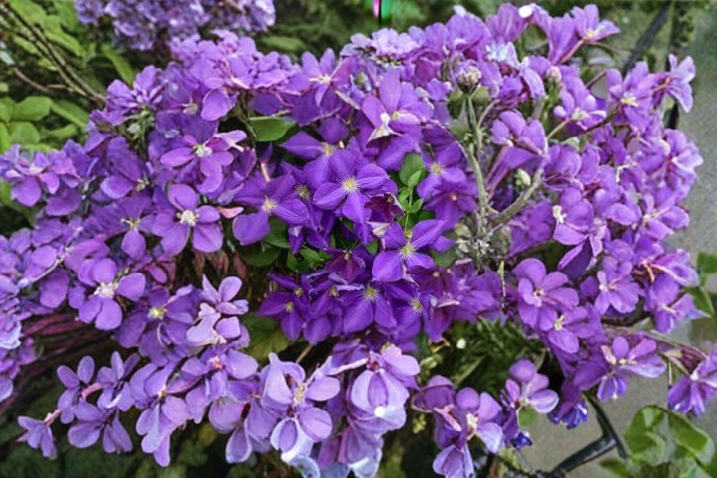 Jackmanii Superba Clematis Starter Root - Dark Purple Flowering Vine - Clematis 'Jackmanii Superba' - Bare Root Plant