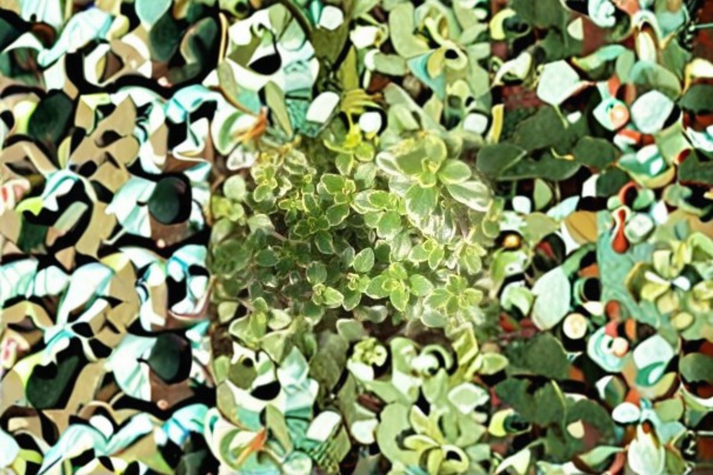 Golden Thyme Plants - 3, 6, or 12 Live Starter Plants - Variegated Citrus Herb - Thymus × citriodorus ‘Aureus’