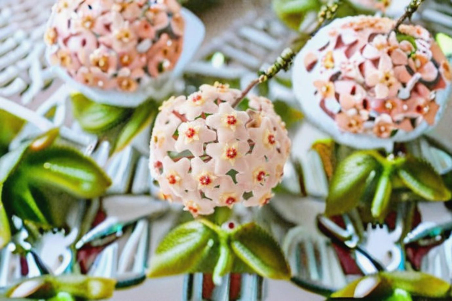 Green Hoya Carnosa Live Plant - 5 Inch Wax Plant - Porcelain Flower - Hoya carnosa - Easy Care Indoor Houseplant